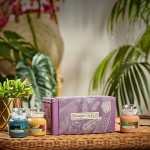 Yankee Candle The Last Paradise Set cadou 3 lumanari borcan mic Yankee Candle The Last Paradise Set cadou 3 lumanari borcan mic