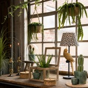Decor Exotic
