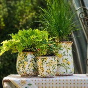 Lemon and Leafs