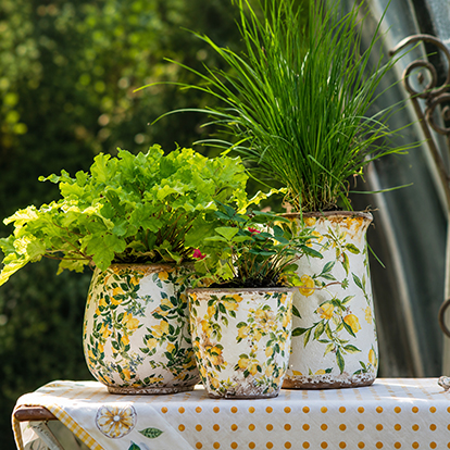 Lemon and Leafs